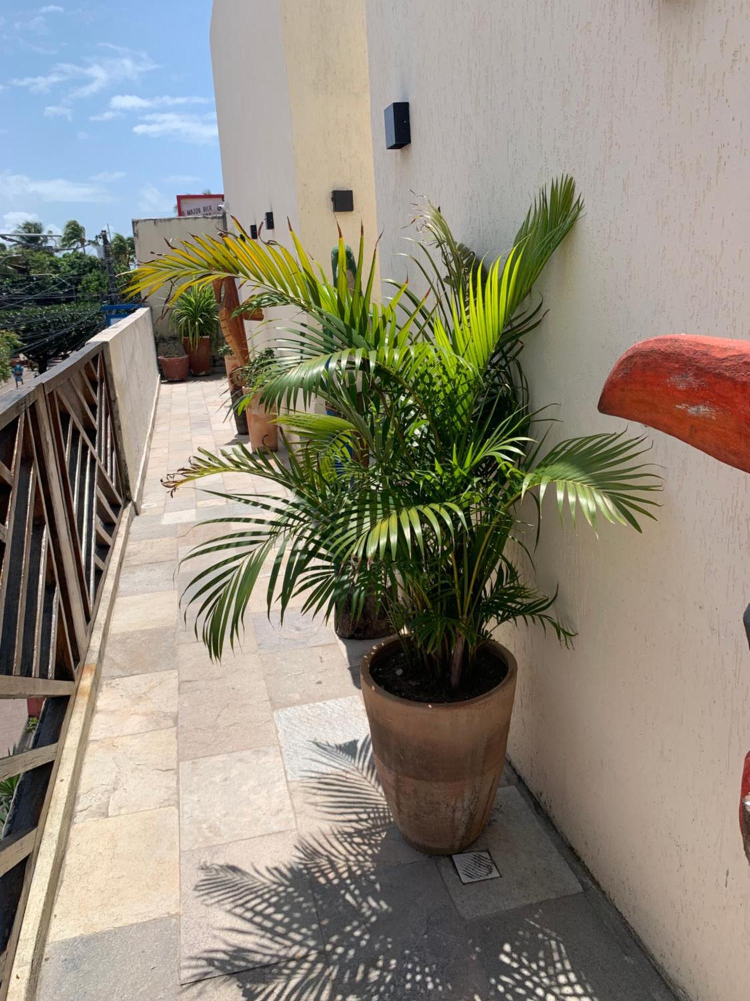 Villa Peixe Na Telha Pôrto das Galinhas Eksteriør billede